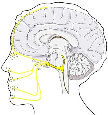 CGRP and Migraine: What Have We Learned From Measuring CGRP in Migraine Patients So Far?